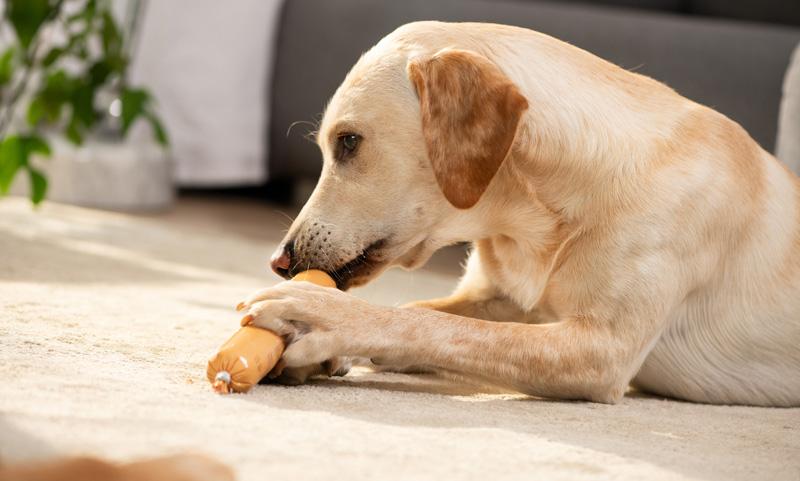 Hund mit Hundewurst