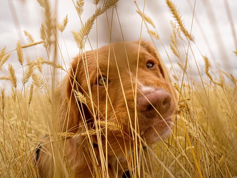 Hund in einer Wiese mit hohem Gras